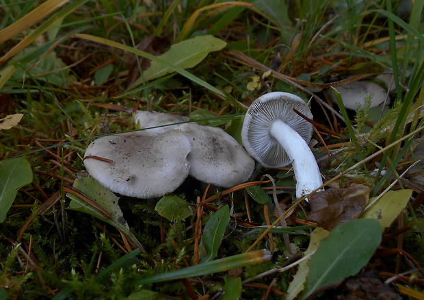 čírovka zemná Tricholoma terreum (Schaeff.) P. Kumm.