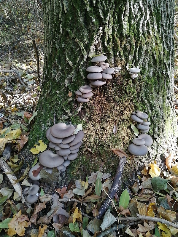 hliva ustricovitá Pleurotus ostreatus (Jacq.) P. Kumm.