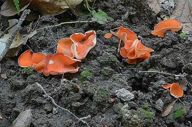 tanierovka oranžová Aleuria aurantia (Pers.) Fuckel