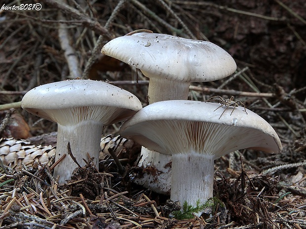 strmuľka inovaťová Clitocybe nebularis (Batsch) P. Kumm.