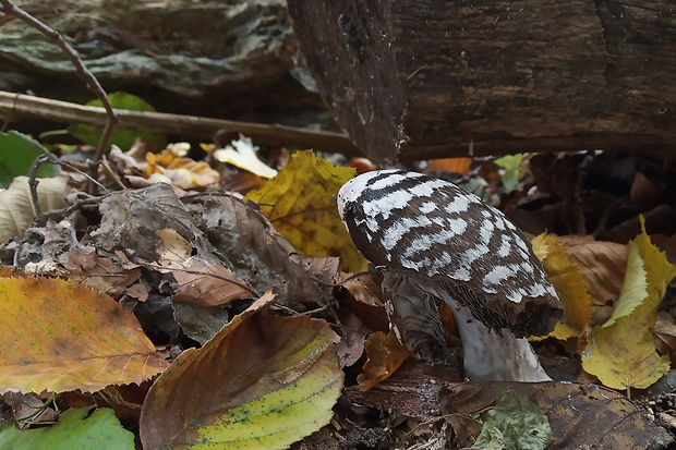 hnojník strakatý Coprinopsis picacea (Bull.) Redhead, Vilgalys & Moncalvo