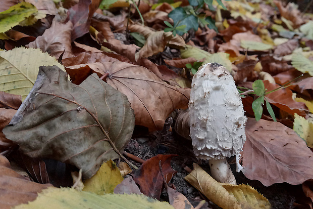 hnojník obyčajný Coprinus comatus (O.F. Müll.) Pers.