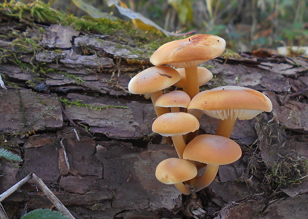 plamienka Flammulina sp.