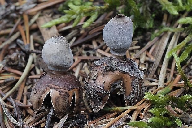 hviezdovka štvorcípová Geastrum quadrifidum DC. ex Pers.