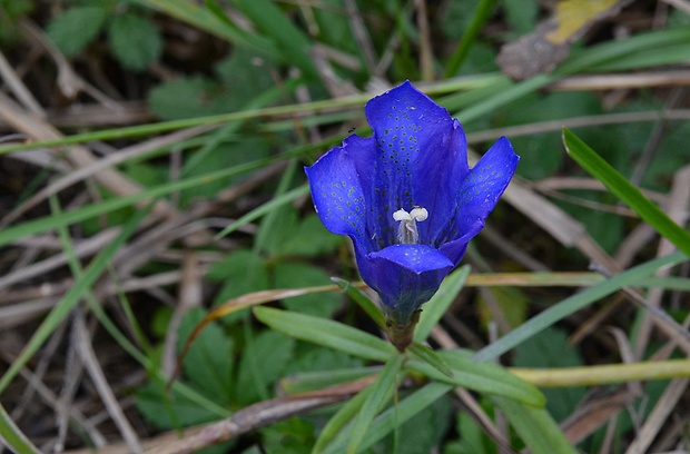 horec pľúcny Gentiana pneumonanthe L.