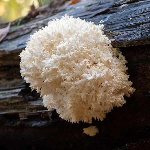 koralovec bukový Hericium coralloides (Scop.) Pers.