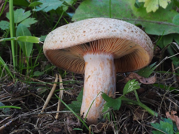 rýdzik pravý Lactarius deliciosus (L.) Gray