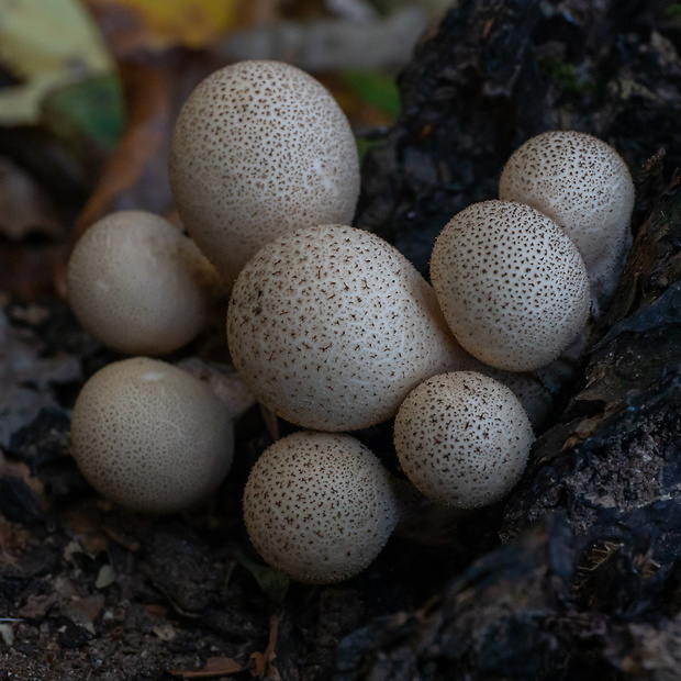 prášnica hruškovitá Lycoperdon pyriforme Schaeff.