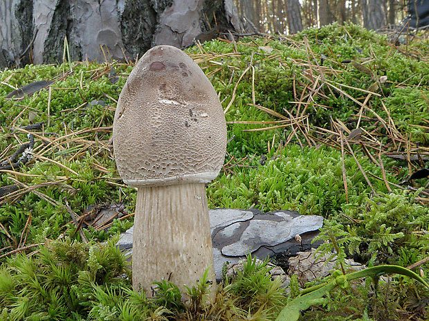 bedľa vysoká Macrolepiota procera (Scop.) Singer