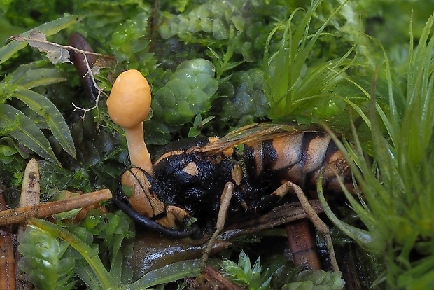 žezlovka Ophiocordyceps ditmarii (Quél.) G.H. Sung, J.M. Sung, Hywel-Jones & Spatafora