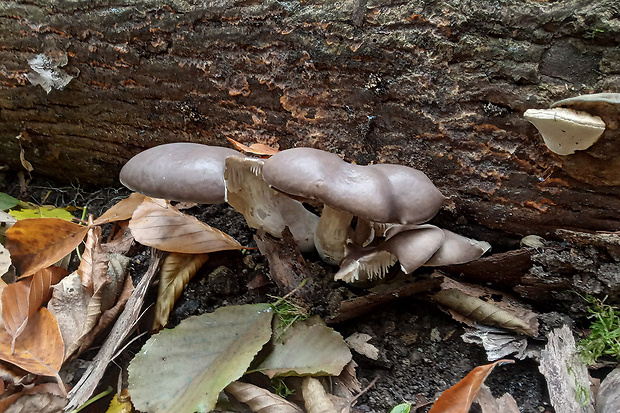 hliva ustricovitá Pleurotus ostreatus (Jacq.) P. Kumm.