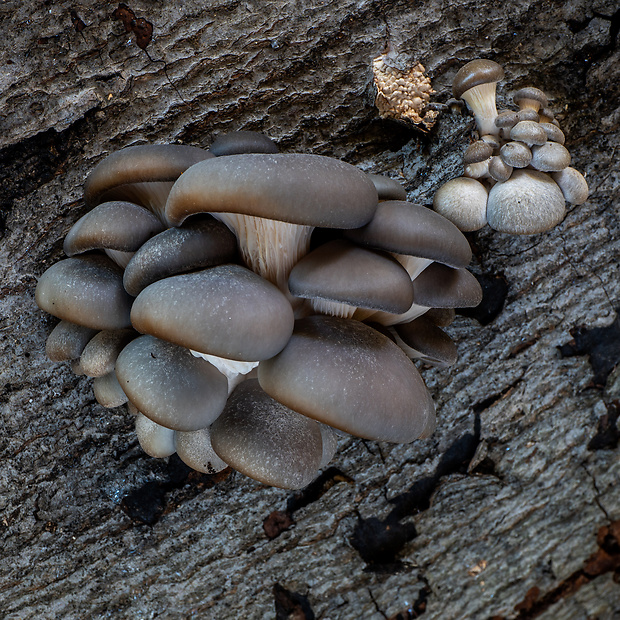 hliva ustricovitá Pleurotus ostreatus (Jacq.) P. Kumm.