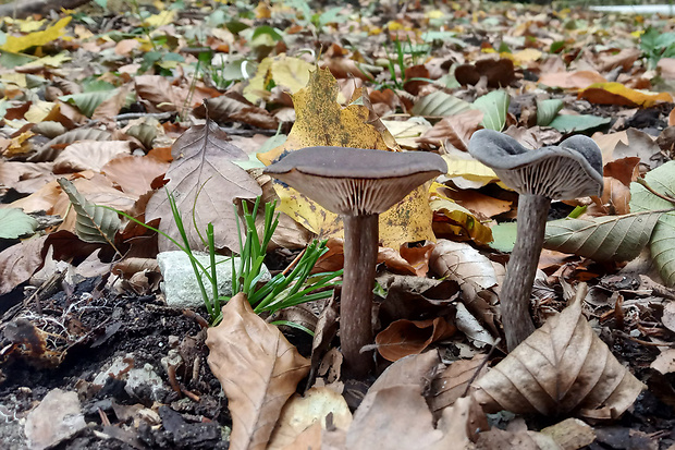 strmulica čiaškovitá Pseudoclitocybe cyathiformis (Bull.) Singer