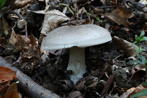 strmuľka inovaťová Clitocybe nebularis (Batsch) P. Kumm.