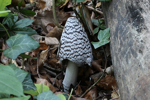 hnojník strakatý Coprinopsis picacea (Bull.) Redhead, Vilgalys & Moncalvo