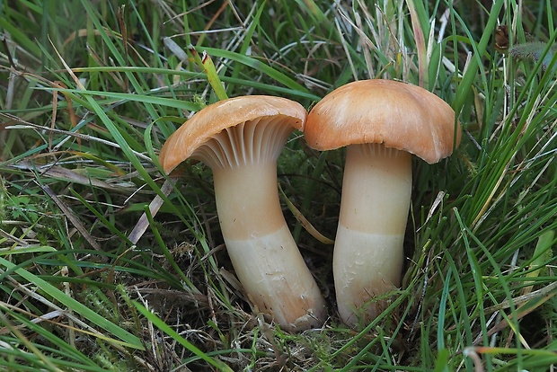 lúčnica statná Cuphophyllus pratensis (Fr.) Bon