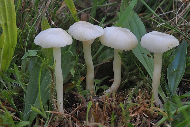 lúčnica snehobiela Cuphophyllus virgineus (Wulfen) Kovalenko