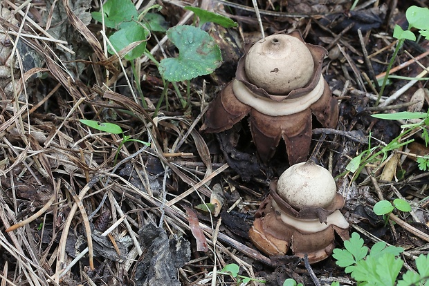 hviezdovka trojitá Geastrum triplex Jungh.