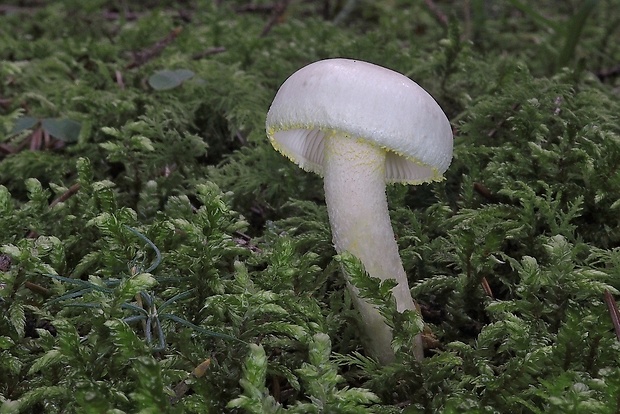 šťavnačka žltovločkatá Hygrophorus chrysodon (Batsch) Fr.