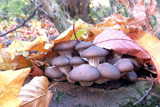 hliva ustricovitá Pleurotus ostreatus (Jacq.) P. Kumm.