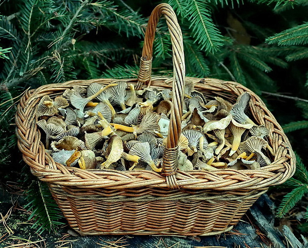 kuriatko lievikovité Craterellus tubaeformis (Fr.) Quél.