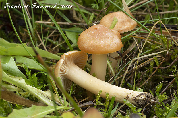 lúčnica statná Cuphophyllus pratensis (Fr.) Bon