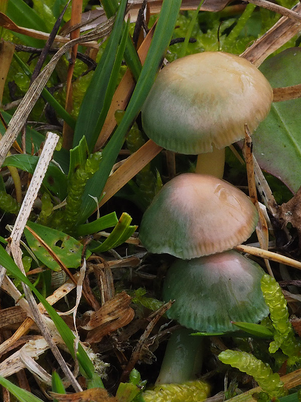 lúčnica žltozelená Gliophorus psittacinus (Schaeff.) Herink