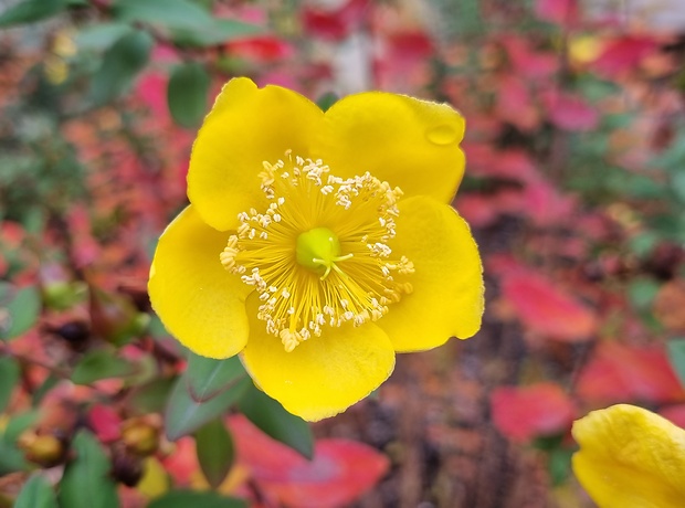 ľubovník kalíškatý Hypericum calycinum