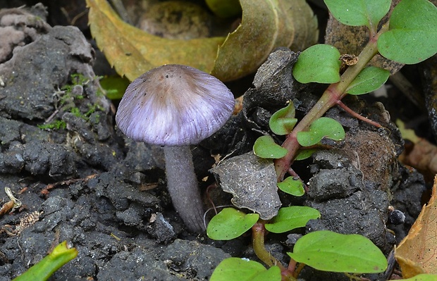 vláknica hlinovolupeňová Inocybe geophylla (Bull.) P. Kumm.