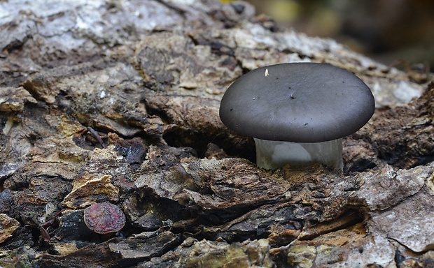 hliva ustricovitá Pleurotus ostreatus (Jacq.) P. Kumm.