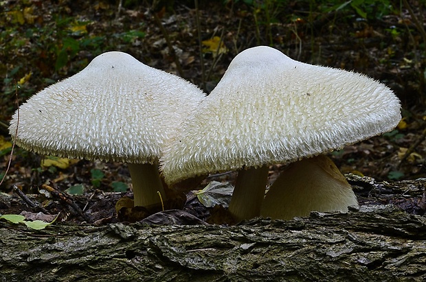 pošvovec stromový Volvariella bombycina (Schaeff.) Singer