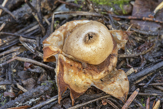 hviezdovka Geastrum sp.