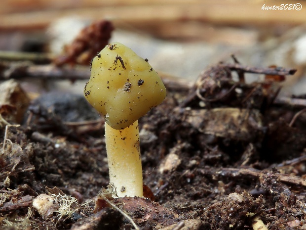 klincovka slizká Leotia lubrica (Scop.) Pers.