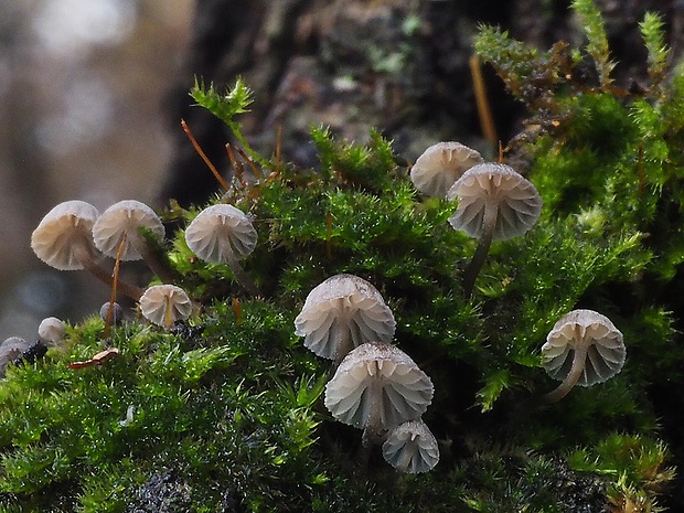 prilbička pomúčená Mycena meliigena (Berk. & Cooke) Sacc.