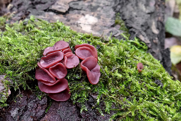 vrtidlovka Ascocoryne sp.