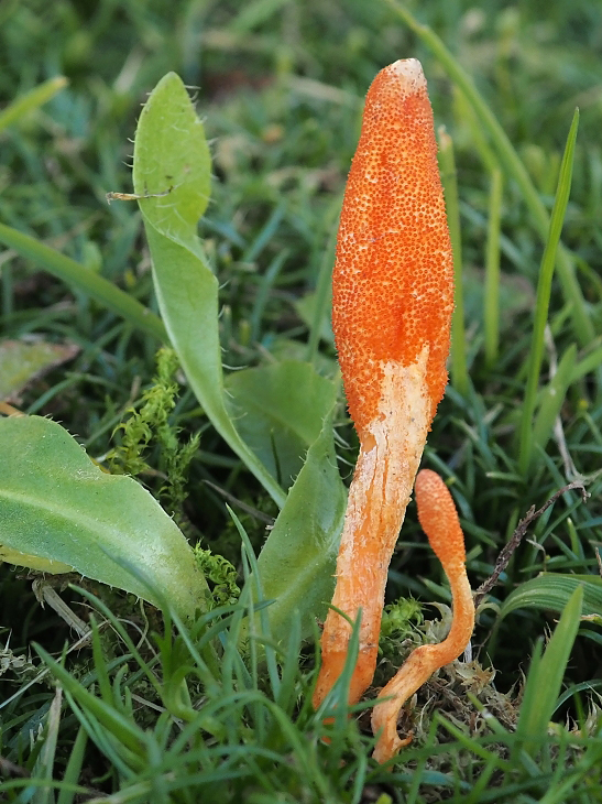 žezlovka hmyzová Cordyceps militaris (Fr.) Link