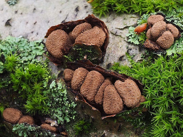 dutinovka otrubnatá Encoelia furfuracea (Roth) P. Karst.