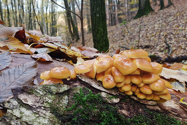 plamienka Flammulina sp.