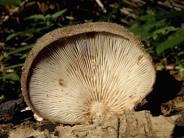 lastúrka plstnatá Hohenbuehelia mastrucata (Fr.) Singer