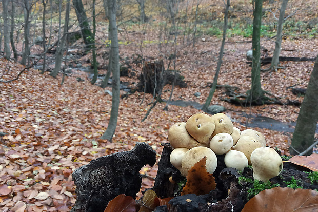 prášnica hruškovitá Lycoperdon pyriforme Schaeff.