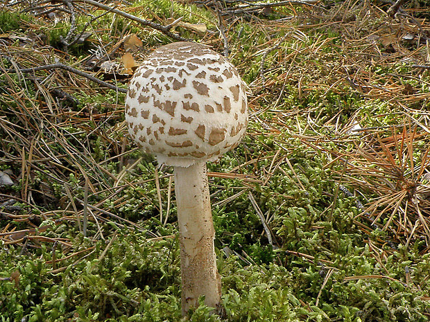 bedľa Macrolepiota sp.