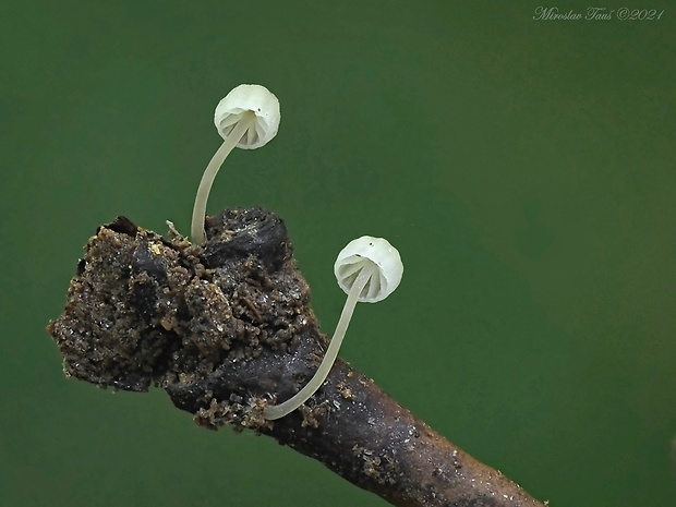 prilbička Mycena sp.