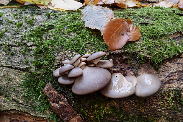 hliva ustricovitá Pleurotus ostreatus (Jacq.) P. Kumm.