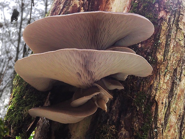 hliva ustricovitá Pleurotus ostreatus (Jacq.) P. Kumm.