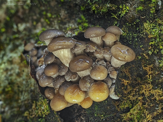 hliva ustricovitá Pleurotus ostreatus (Jacq.) P. Kumm.