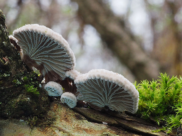 klanolupeňovka obyčajná Schizophyllum commune Fr.