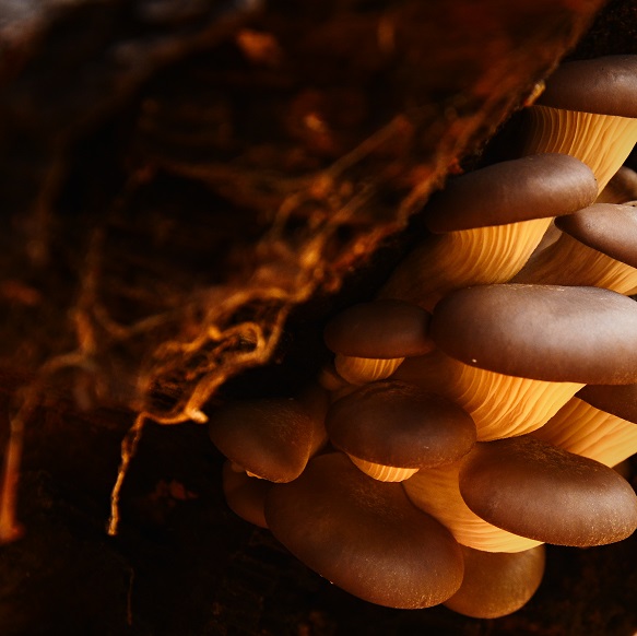 hliva ustricovitá Pleurotus ostreatus (Jacq.) P. Kumm.