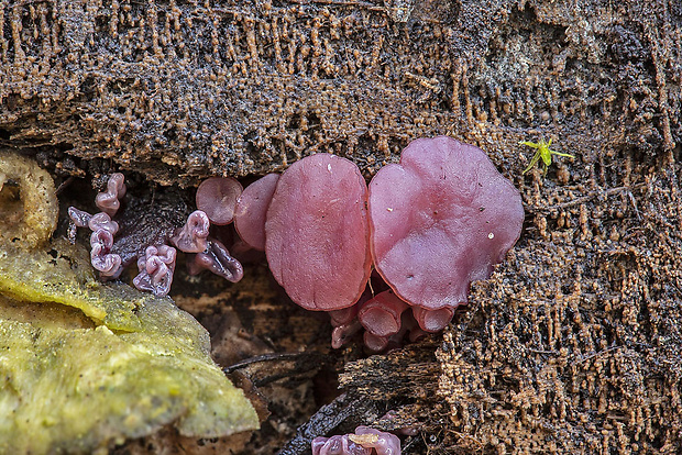 vrtidlovka Ascocoryne sp.