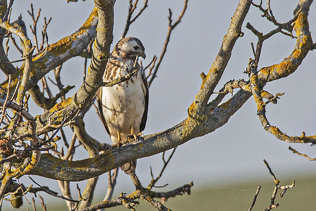 myšiak lesný, svetlá forma  Buteo Buteo