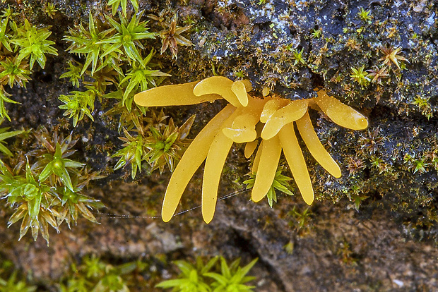 parôžkovec malý Calocera cornea (Fr.) Loud.